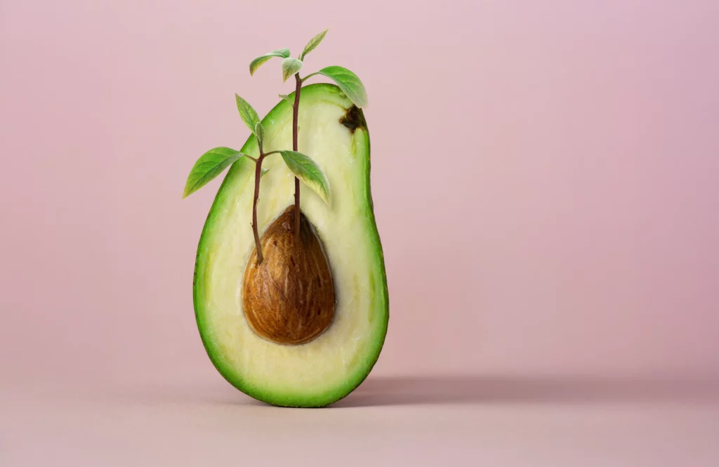 Markenkern Avocadokern aus dem ein Pflänzchen wächst Markenkern Avocadokern aus dem ein Pflänzchen wächst